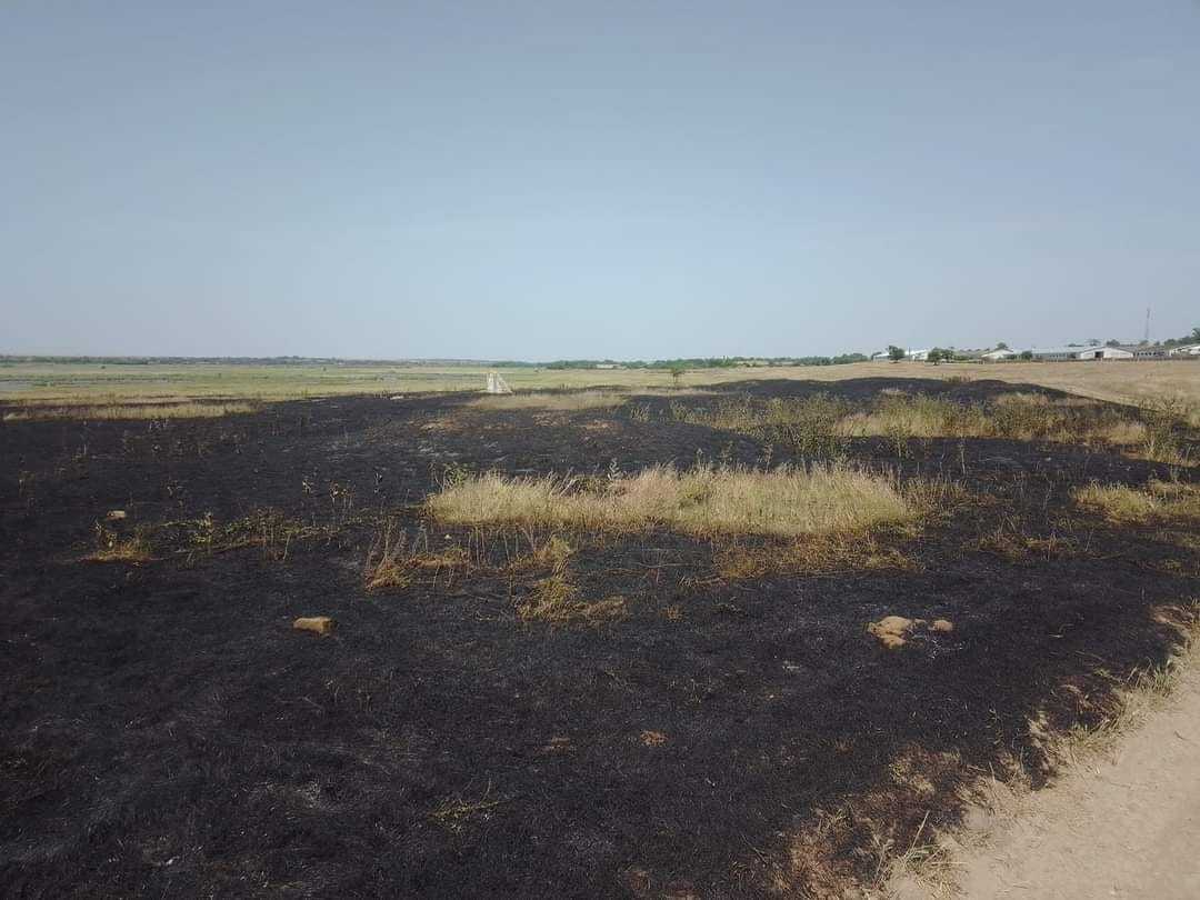 Кинутий недопалок міг стати причиною великої пожежі на заповідній території Білгород-Дністровщини