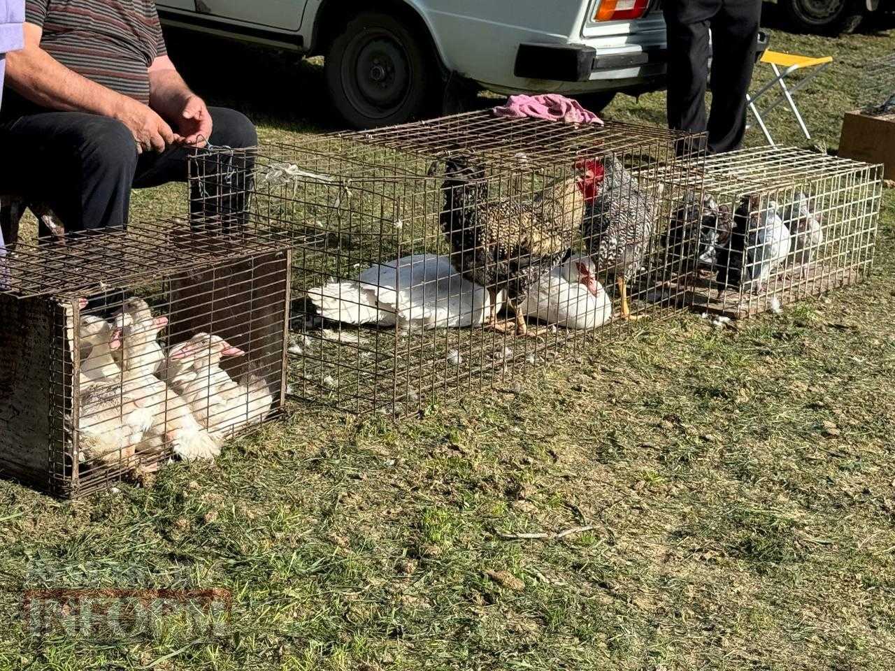 В Арцизі пройшла виставка-ярмарка домашніх тварин