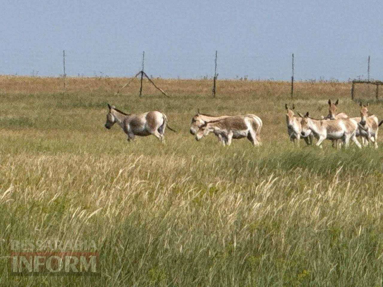 Буджацькі степи оживають: на Одещині створюють центр екотуризму і науки