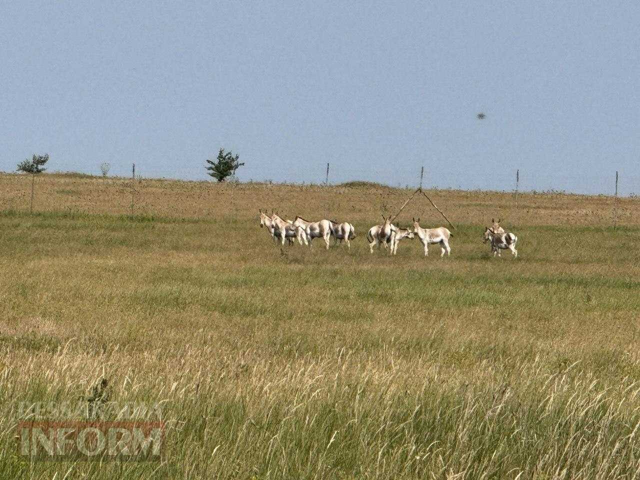 Буджацькі степи оживають: на Одещині створюють центр екотуризму і науки