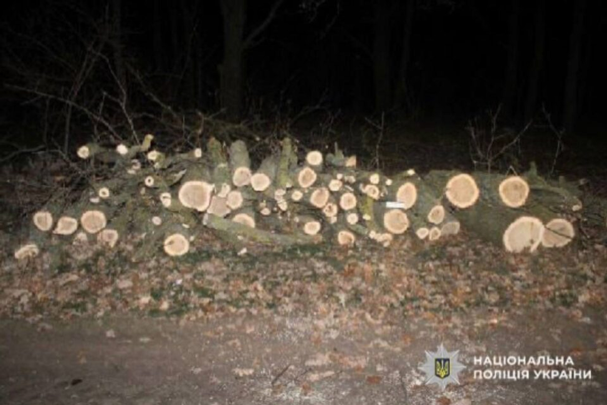 Двоє "чорних лісорубів" у Болградському районі почули вирок суду