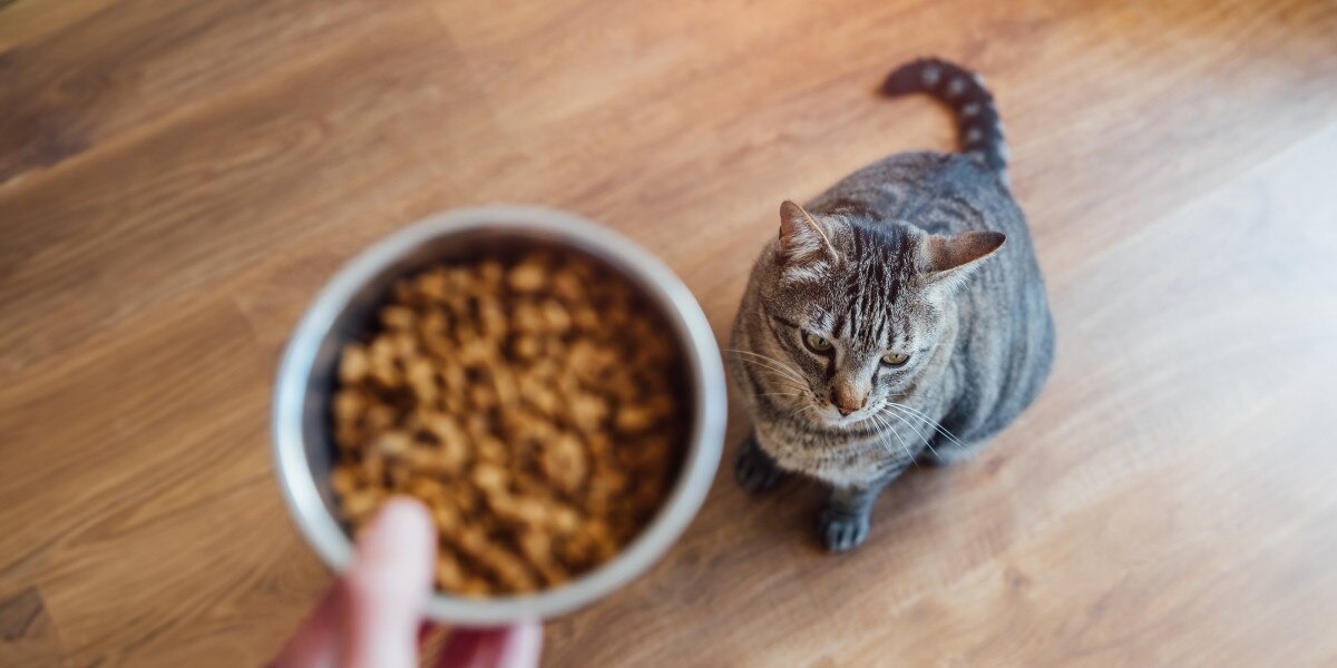 Сухий корм для котів курка