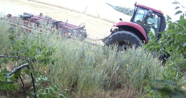 Одещина: Ексголова сільради під судом за махінації з 140 га землі.